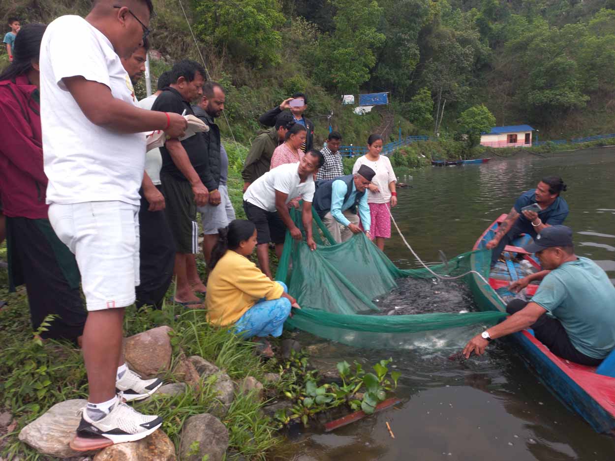 बेगनास तालमा वार्षिक ४ लाख माछाका भुरा, जलारी समुदायको आयआर्जनमा टेवा
