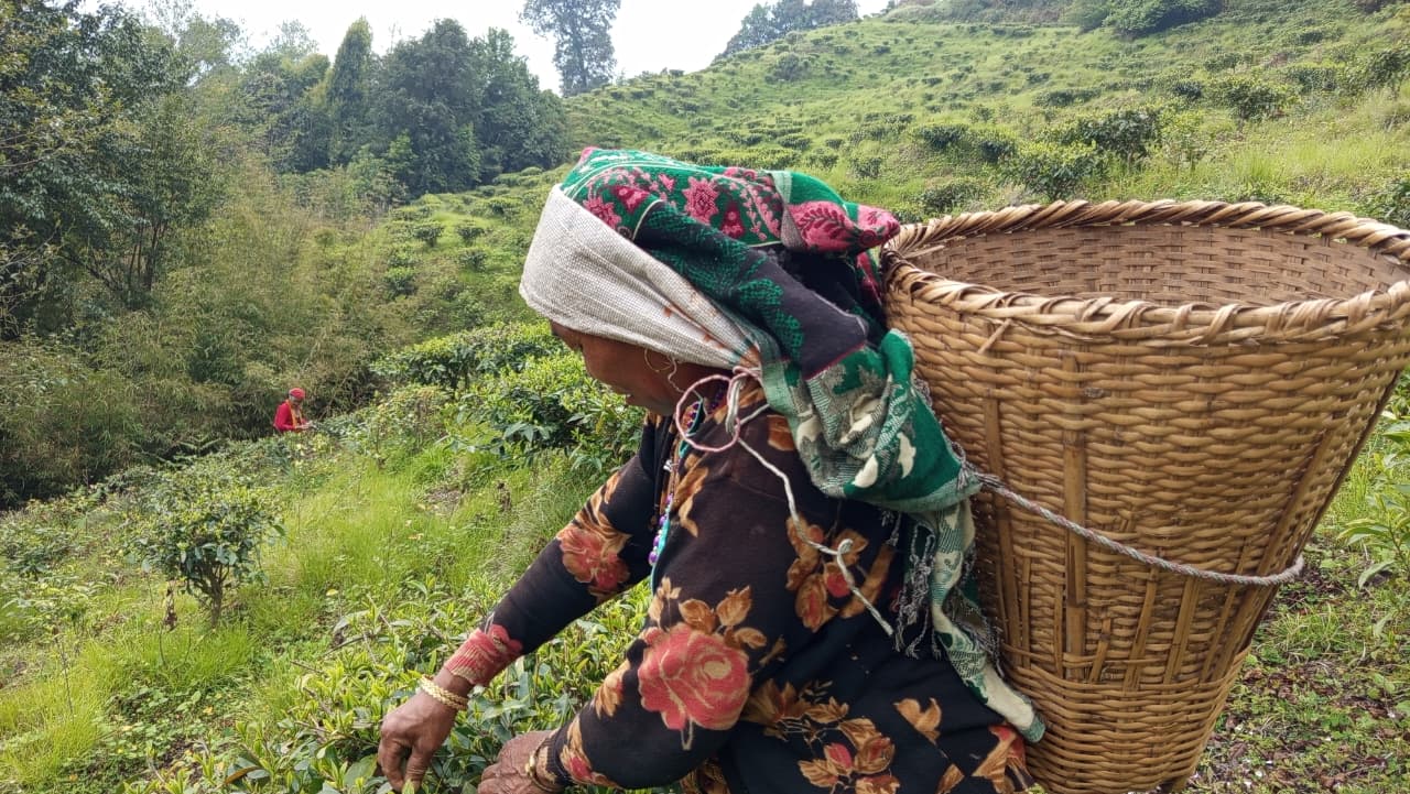 गण्डकीको चिया ‘उत्कृष्ट’: बागलुङको गोल्डेन टी इस्टेटका दुई उत्पादन प्रथम